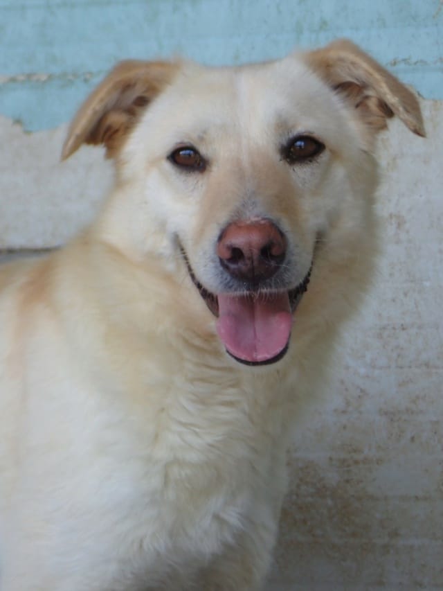 Hyperion, chien à l'adoption