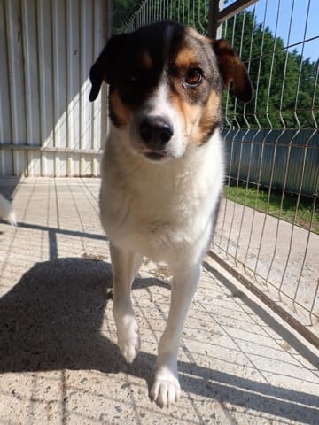 Isao, chien à l'adoption