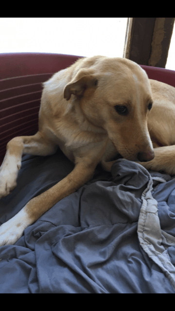 Photo de Java, à l'adoption
