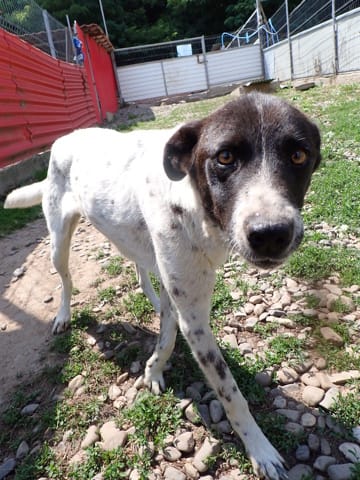 Jeanette, chien à l'adoption