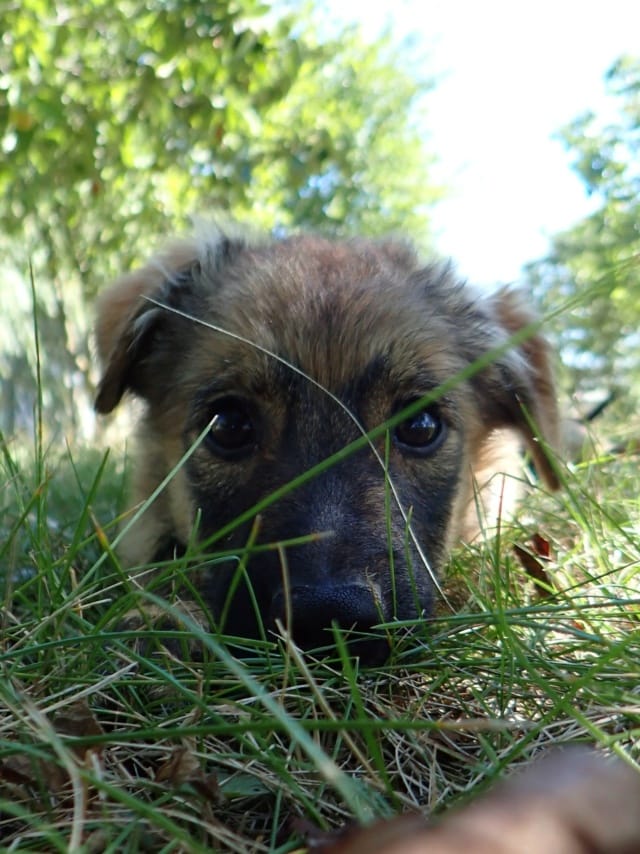 Jomo, chien à l'adoption