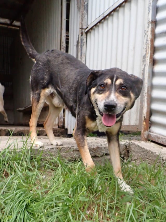 Junko, chien à l'adoption