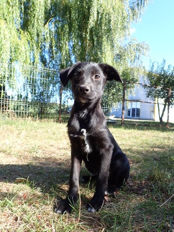 Photo de Kaïlani, à l'adoption