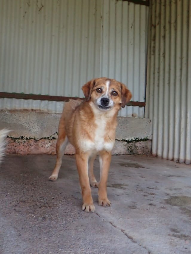 Kora, chien à l'adoption