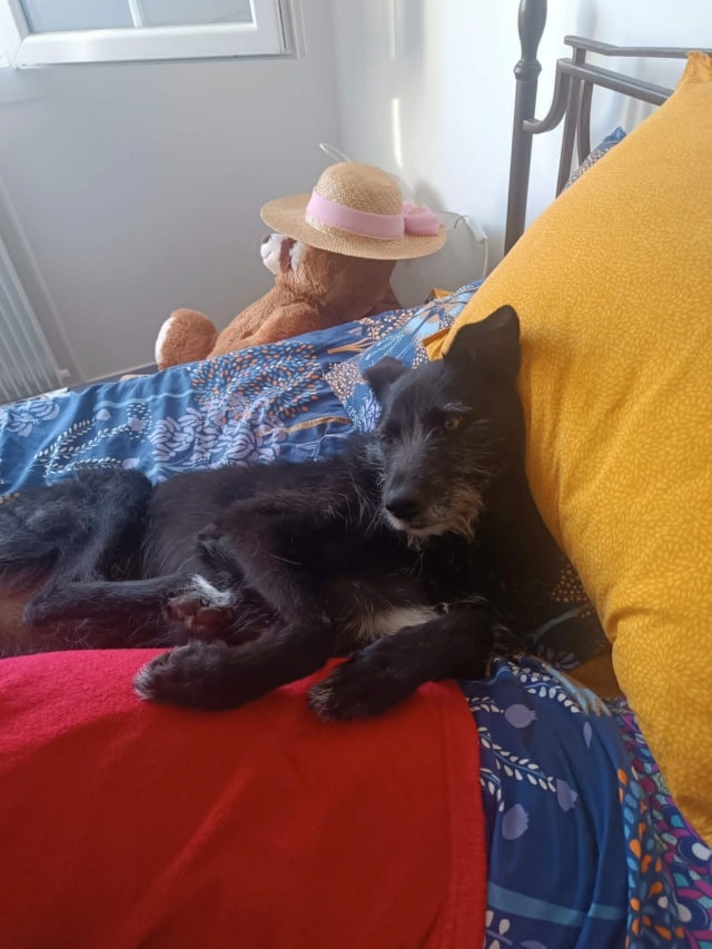 Korra, chien sauvé par Remember Me France