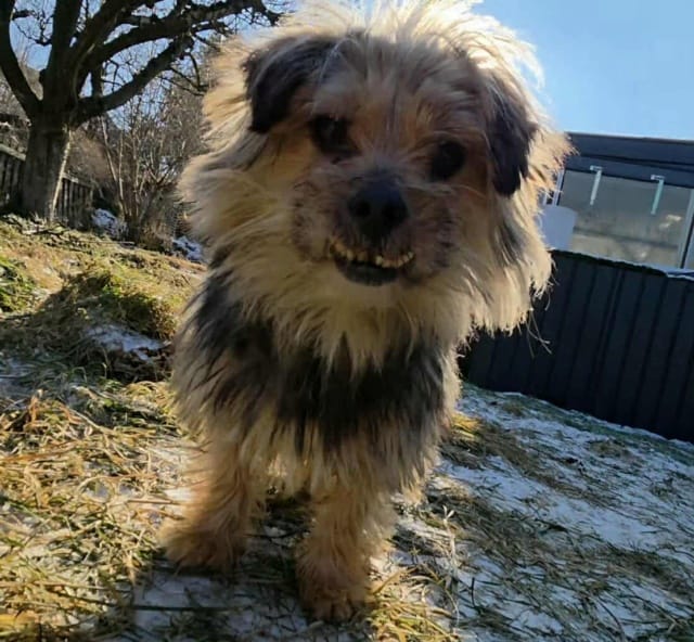 Kovou, chien à l'adoption