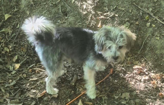 Kovou, rescue dog available for adoption
