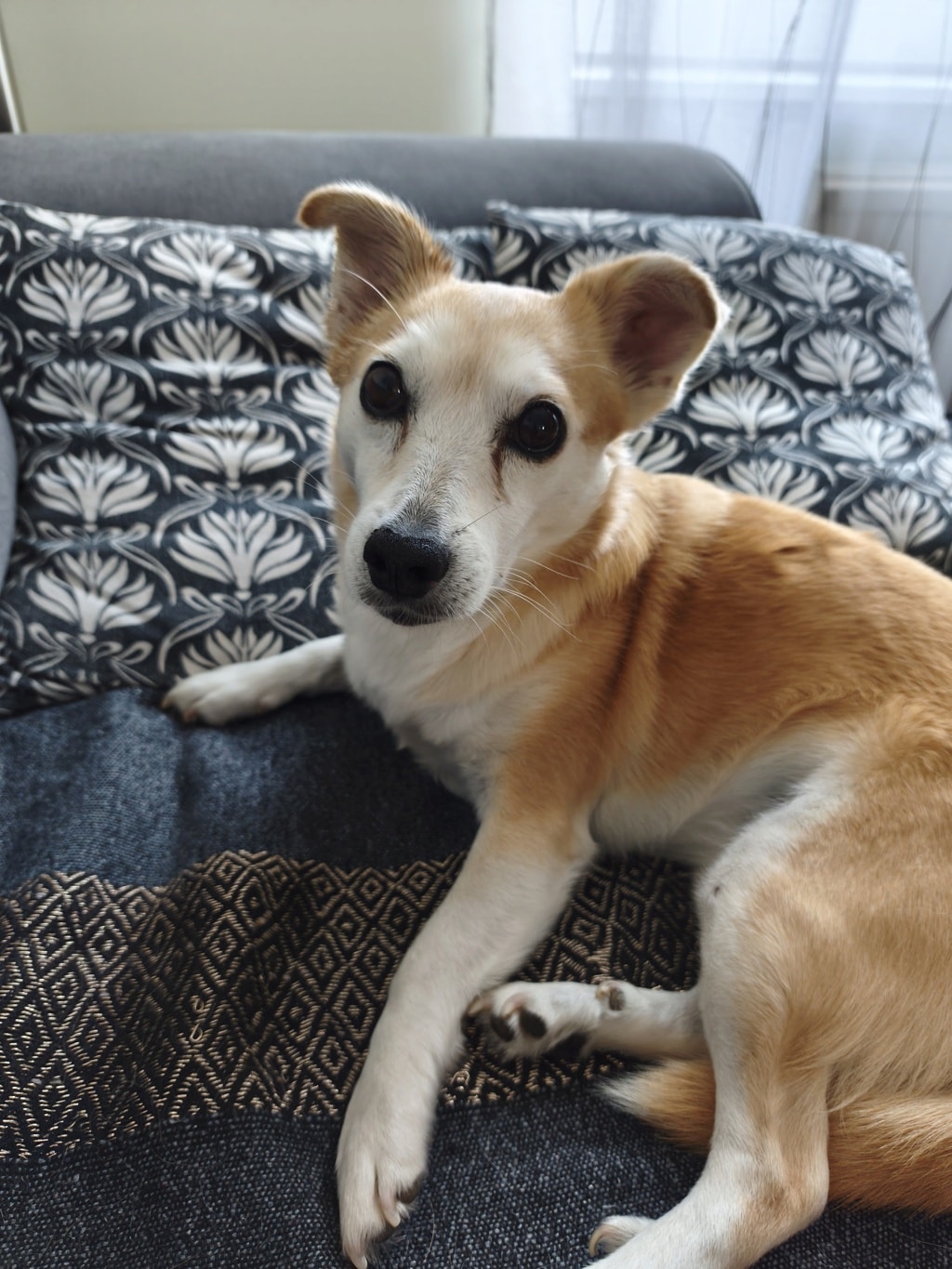 Lemmy, chien sauvé par Remember Me France