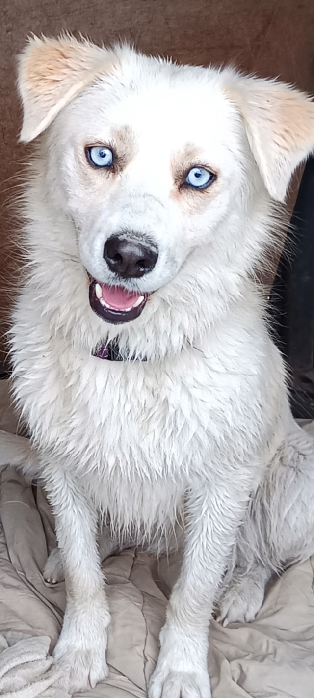 Leonie, chien sauvé par Remember Me France