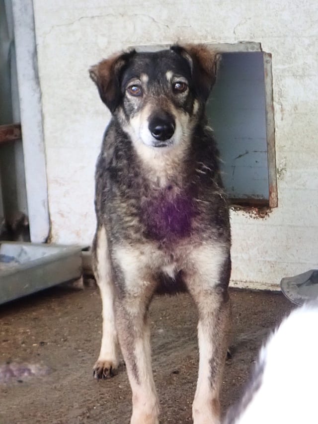Lila, chien à l'adoption