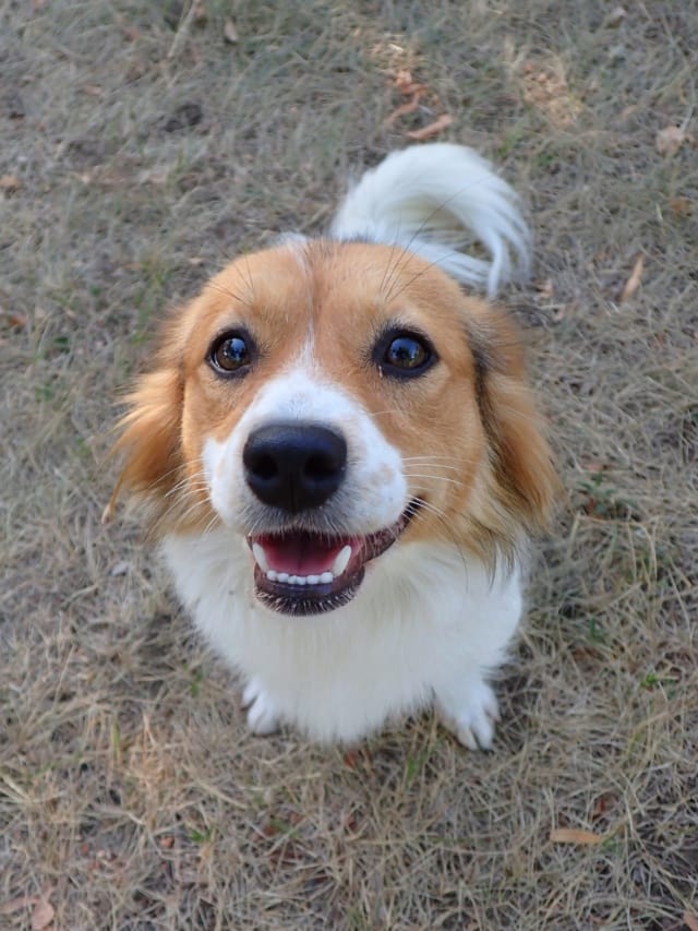 Lioo, chien à l'adoption