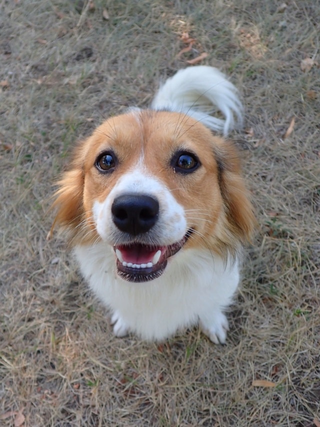 Photo de Lioo, à l'adoption