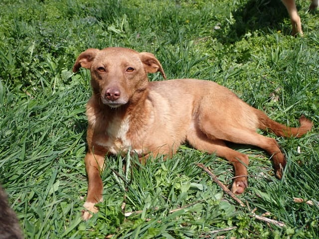 Lipova, chien à l'adoption