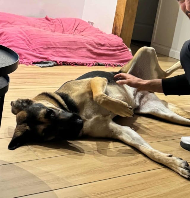 Lola, chien à l'adoption
