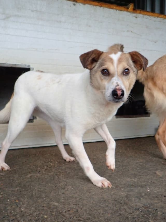 Lottie · Petits chiens à l'adoption, Remember Me France