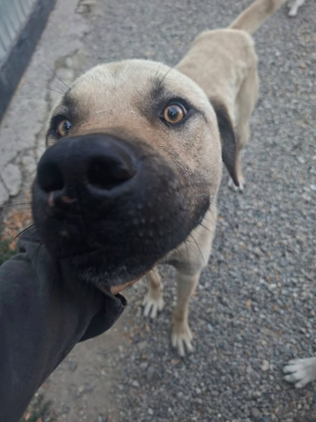 Louki, chien à l'adoption
