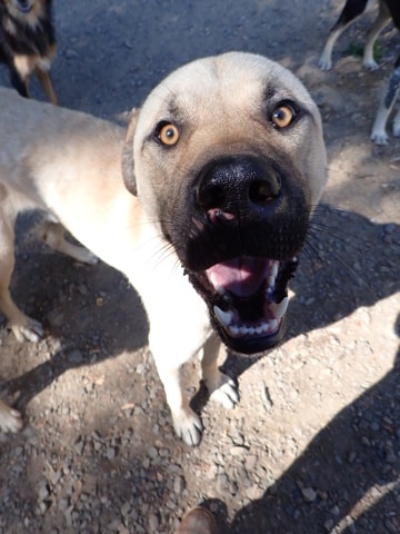 Photo de Louki, à l'adoption