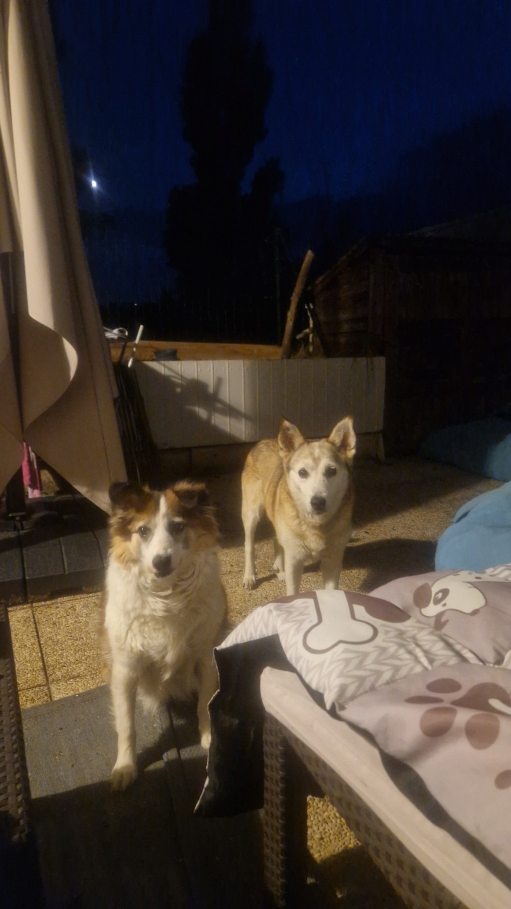 Louvia, chien sauvé par Remember Me France