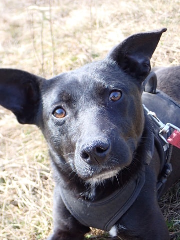 Luisa, chien sauvé par Remember Me France