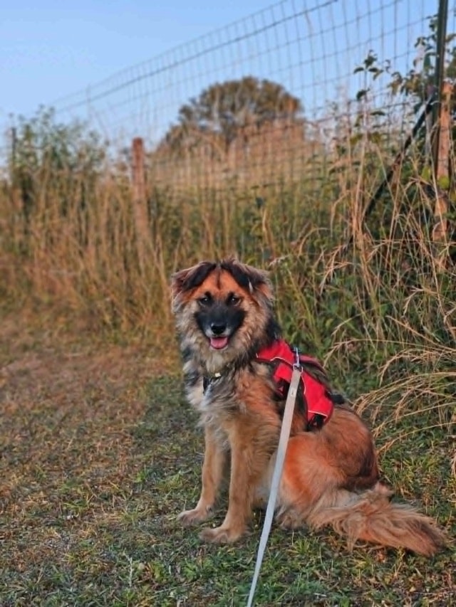 Lulu, chien sauvé par Remember Me France