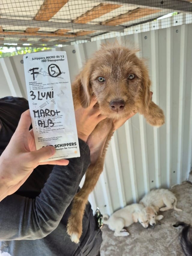 Lunelle, chien à l'adoption