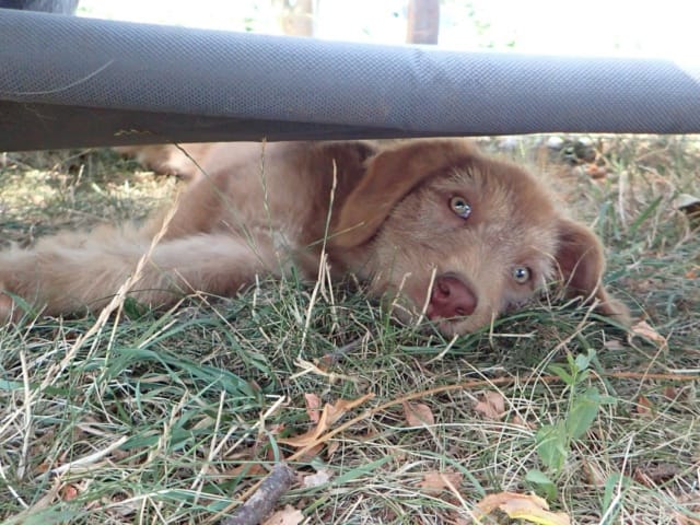 Lunelle, chien à l'adoption