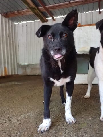 Lusitania, chien à l'adoption
