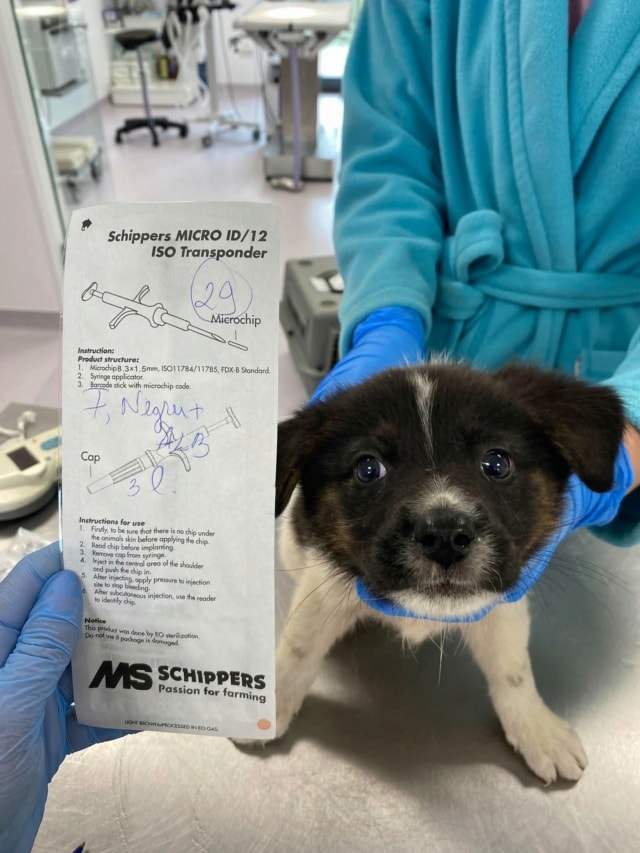 Photo de Lysiane, à l'adoption