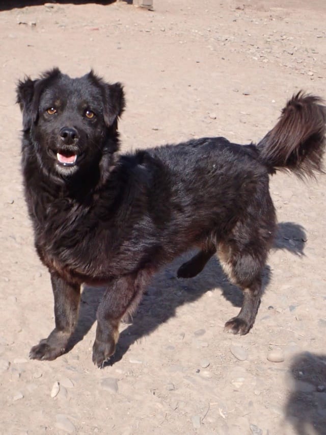 Mamour, chien à l'adoption