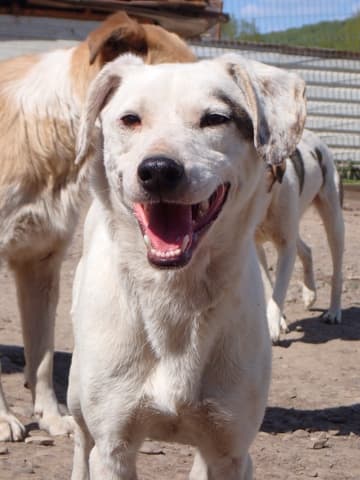 Mappy · Chiens en urgence, Remember Me France