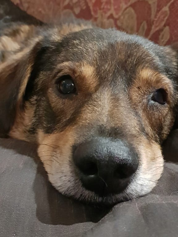 Maserati, chien à l'adoption