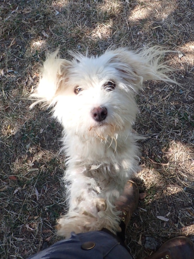 Photo de Melissa, à l'adoption