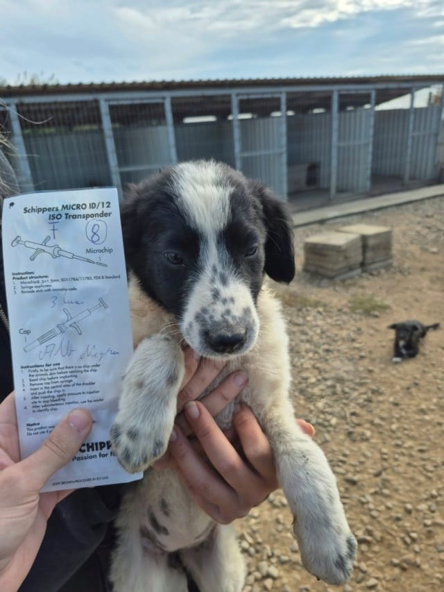 Mialuna, rescue dog available for adoption