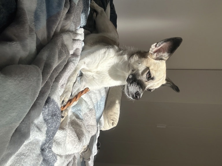 Miela, a dog rescued by Remember Me France