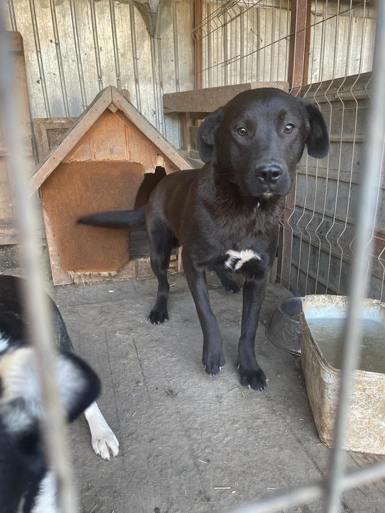Mila, chien à l'adoption