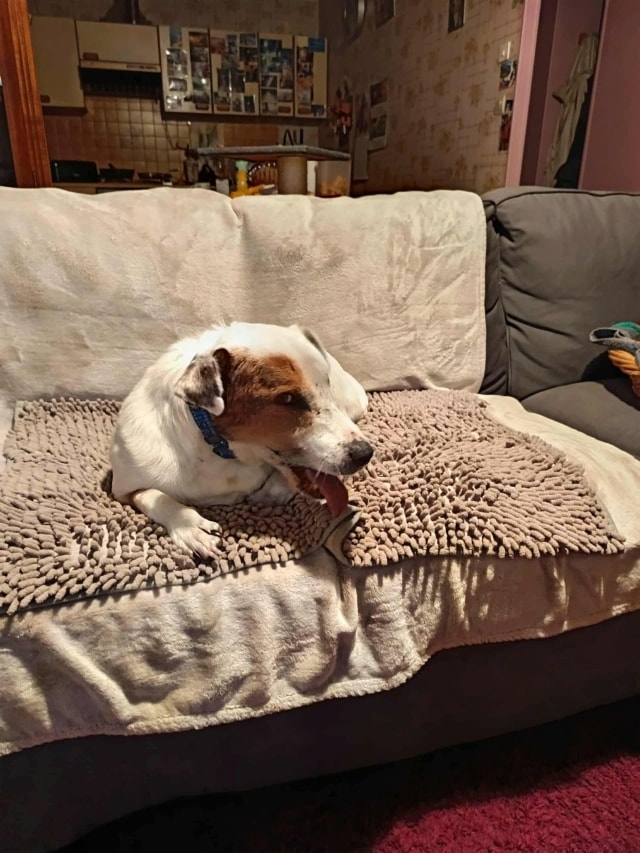 Milou, chien sauvé par Remember Me France