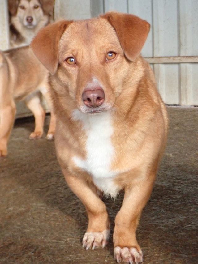 Photo de Minnie, à l'adoption