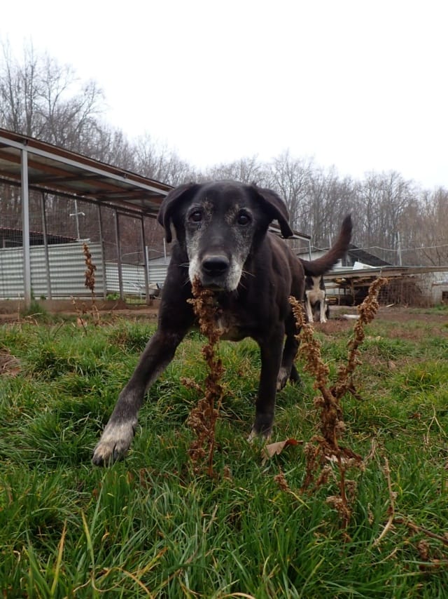Moon, chien à l'adoption