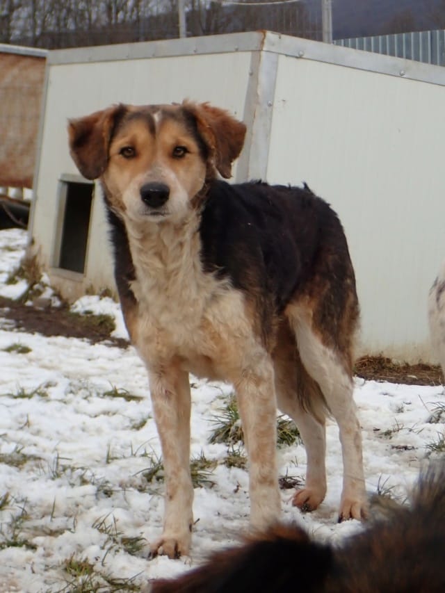 Morwen, chien à l'adoption