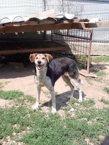 Morwen, chien à l'adoption