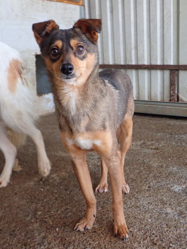 Nagori · Chiens en urgence, Remember Me France