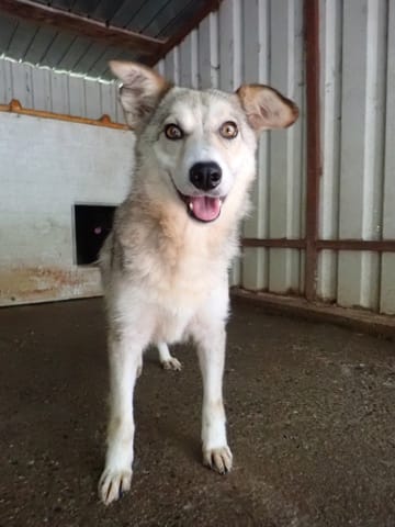 Naia, chien à l'adoption