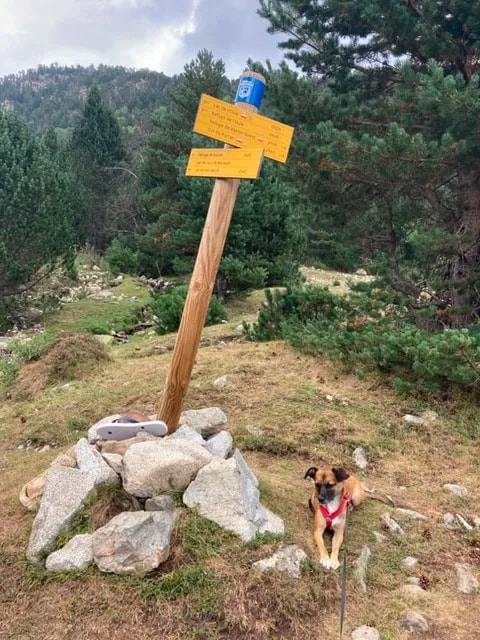 Naïa, chien sauvé par Remember Me France