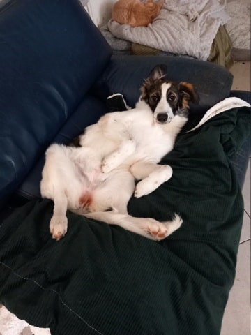 Nana, chien sauvé par Remember Me France