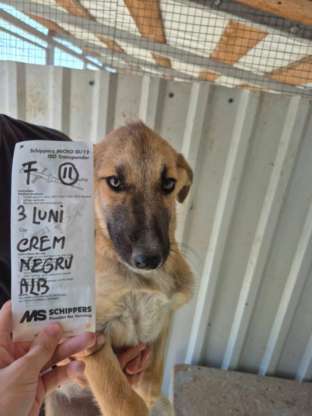 Naveli, chien à l'adoption