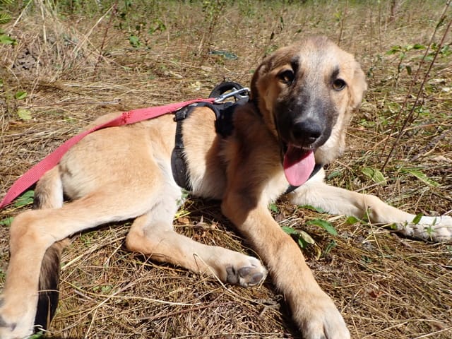 Naveli, chien à l'adoption