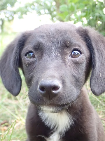 Nayara, chien sauvé par Remember Me France