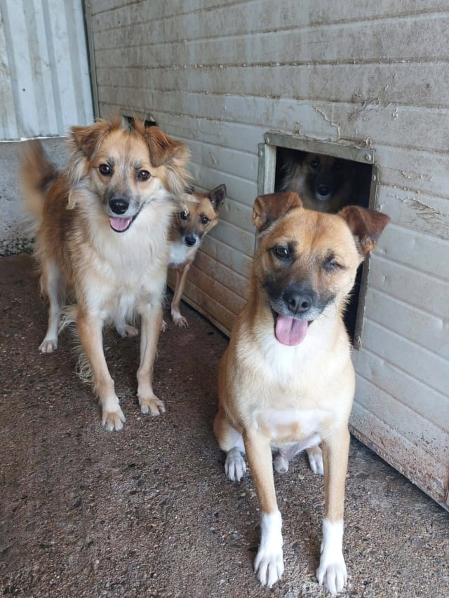 Nusky, rescue dog available for adoption