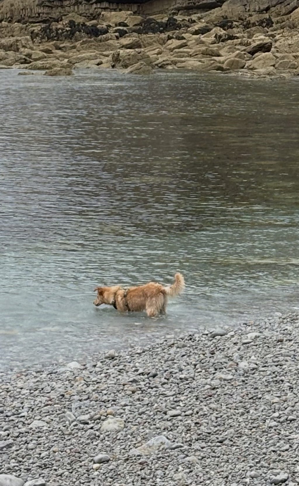 Oakley, chien à l'adoption