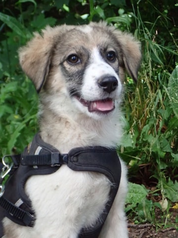 Olisé, chien sauvé par Remember Me France